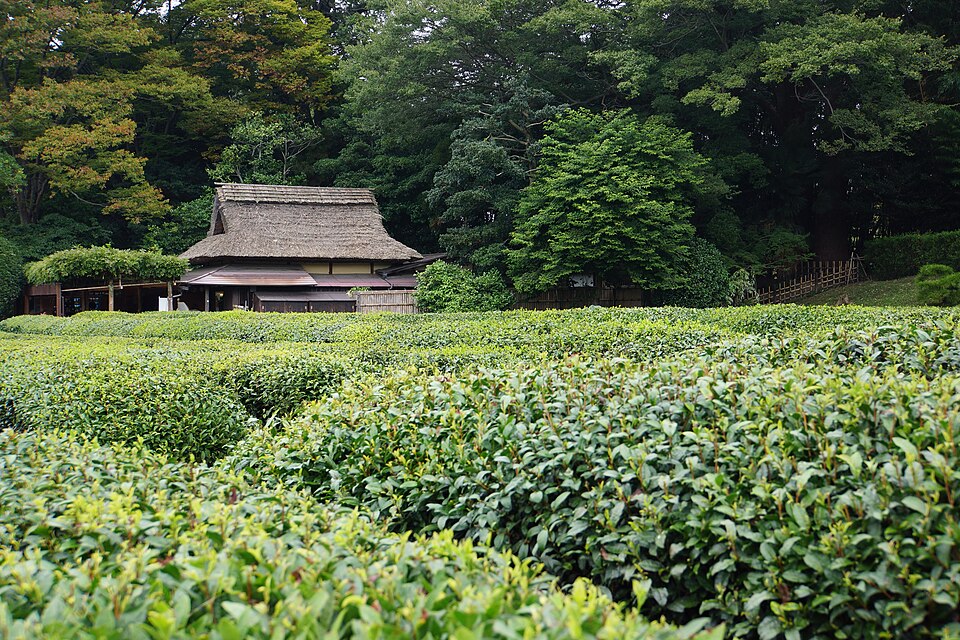 後楽園の福田茶屋付近。手前に茶畑、奥に茅葺き屋根の建物と木々が見える、2014年10月20日の記録。