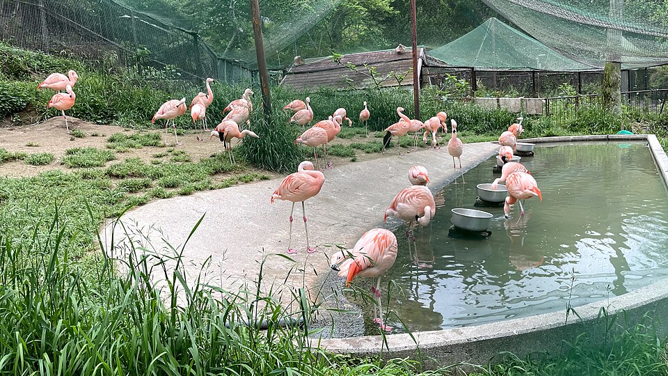 池田動物園の水辺に集まるチリーフラミンゴ（2021年5月8日撮影）。