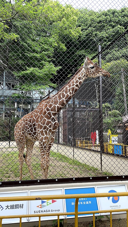 池田動物園で柵の向こうに立つアミメキリン。2021年5月の撮影。