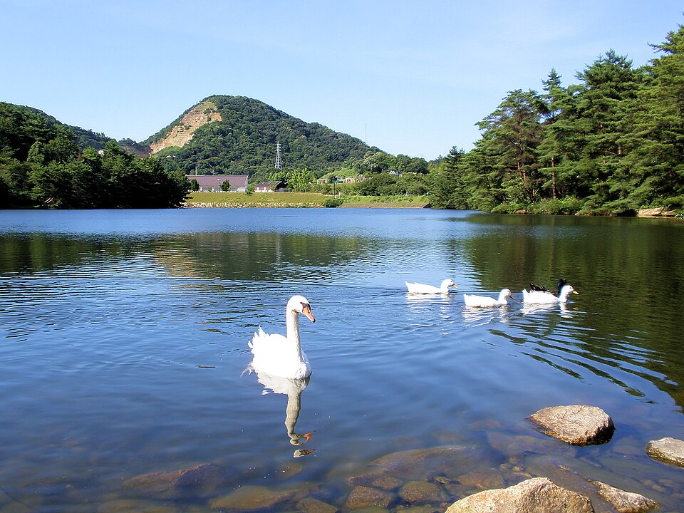深山公園の赤松池に浮かぶ白い鳥と、池の周りの木々(2010年撮影)