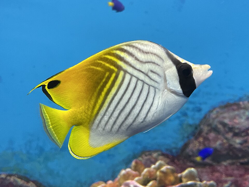 青い水槽の中を泳ぐ、黄色と白のトゲチョウチョウウオ。渋川マリン水族館で2024年12月9日に撮影。
