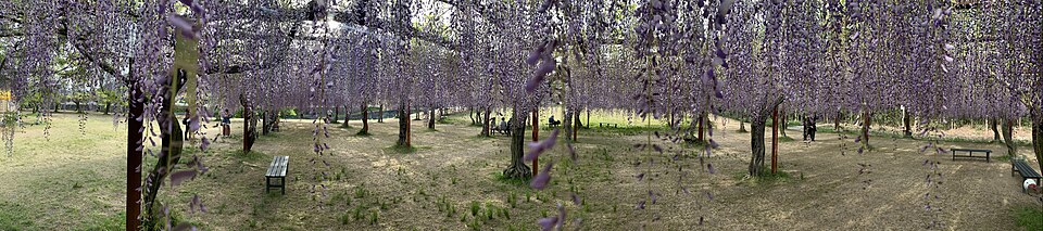和気町の藤公園で紫や白の花が下がる藤棚を広く写した風景