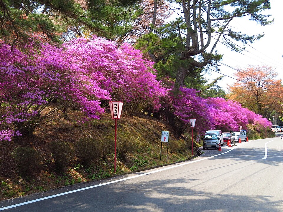 弥高山公園のつつじと園内道路(2019年4月撮影)