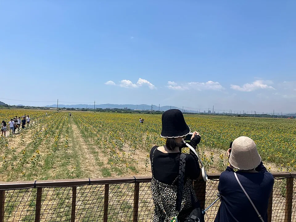 笠岡ベイファームの夏のひまわり畑と青空。2026年8月2日撮影。