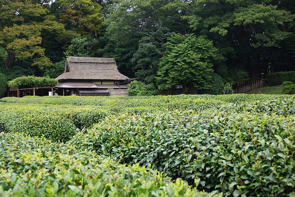 後楽園の福田茶屋付近。手前に茶畑、奥に茅葺き屋根の建物と木々が見える、2014年10月20日の記録。