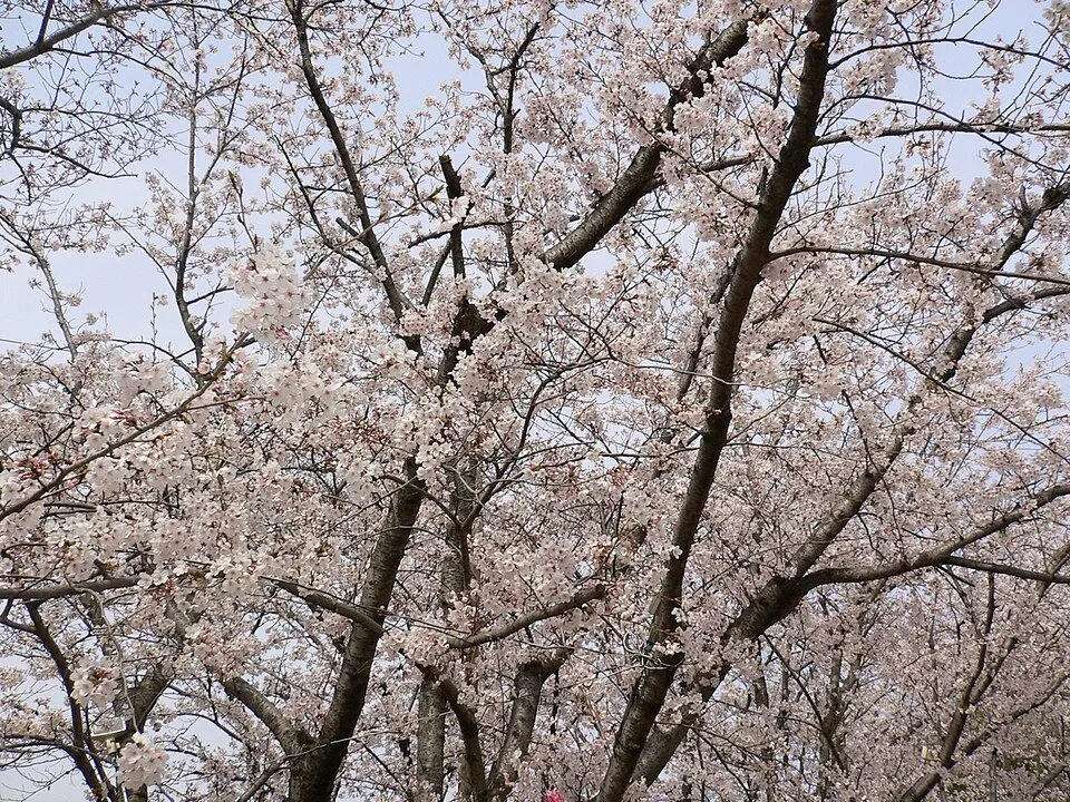 早島公園で枝いっぱいに咲く桜を見上げた風景
