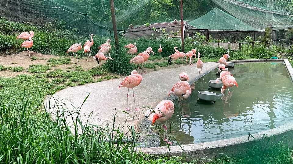 池田動物園の水辺に集まるチリーフラミンゴ（2021年5月8日撮影）。
