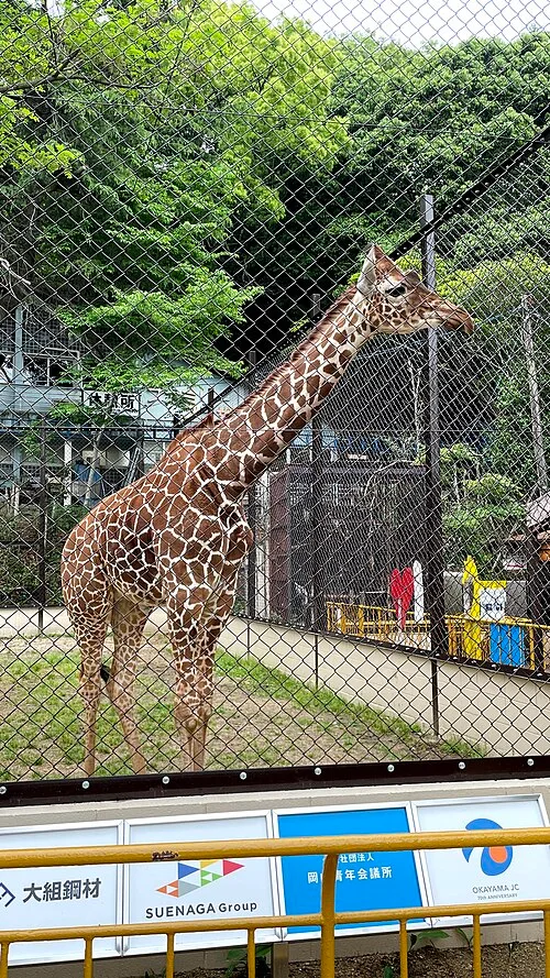 池田動物園で柵の向こうに立つアミメキリン。2021年5月の撮影。