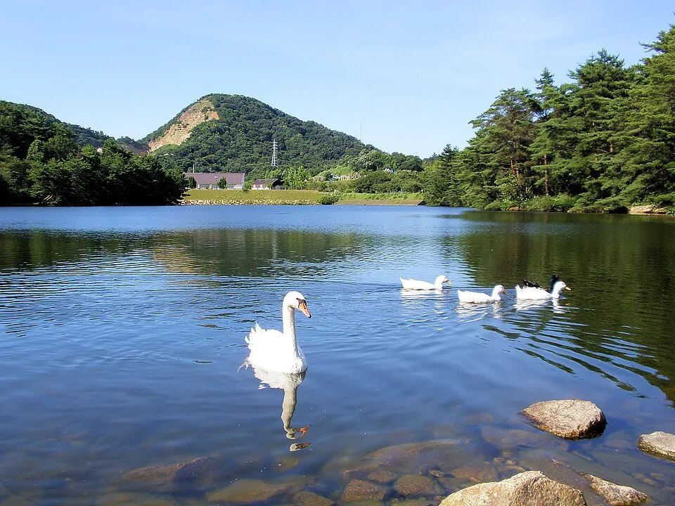 深山公園の赤松池に浮かぶ白い鳥と、池の周りの木々（2010年撮影）